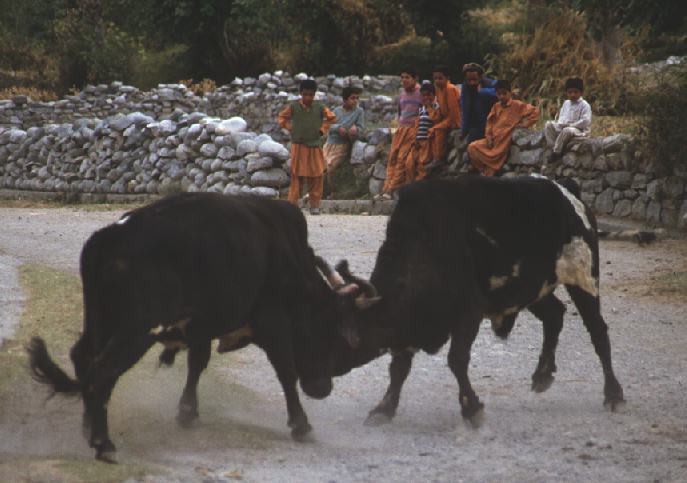 Bullfight picture